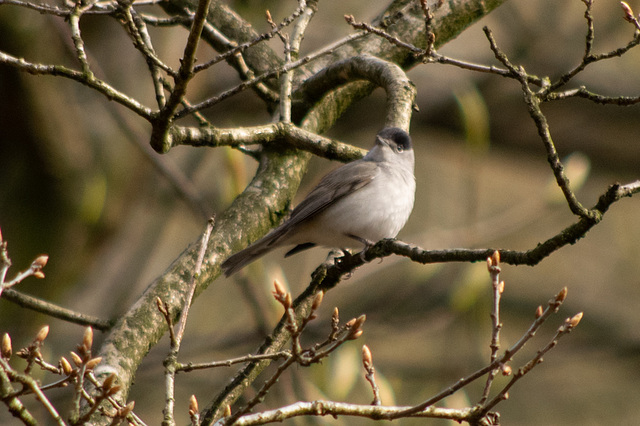 Blackcap