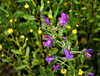 Bellflowers