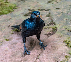 Red winged starling2