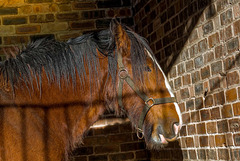 Close up of a Shire Horse2.