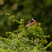 Male Stonechat