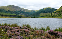 Cogra Moss and its heather