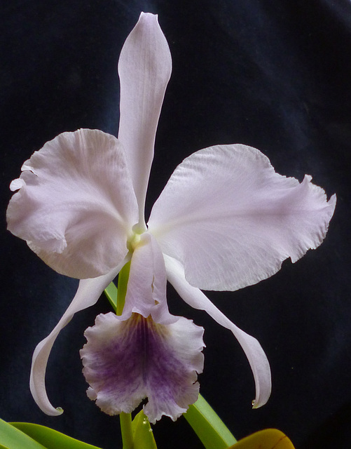 Cattleya labiata var. caerulea