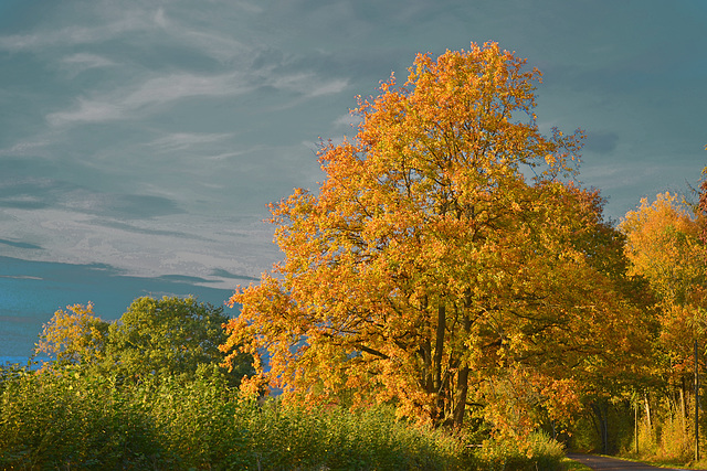 couleurs d'automne (1)