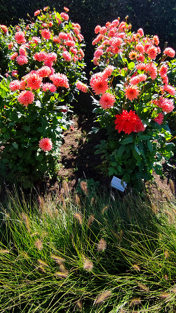 Dahliengarten im Altonaer Volkspark