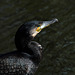 Le regard du cormoran aux yeux bleus
