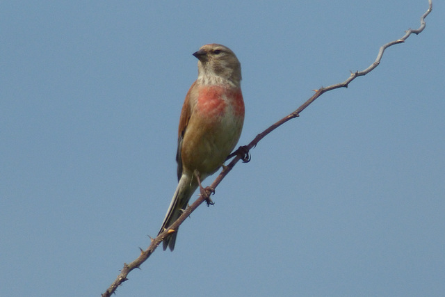 linotte melodieuse