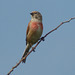 linotte melodieuse