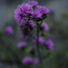 Pink Pom Pom Myrtle