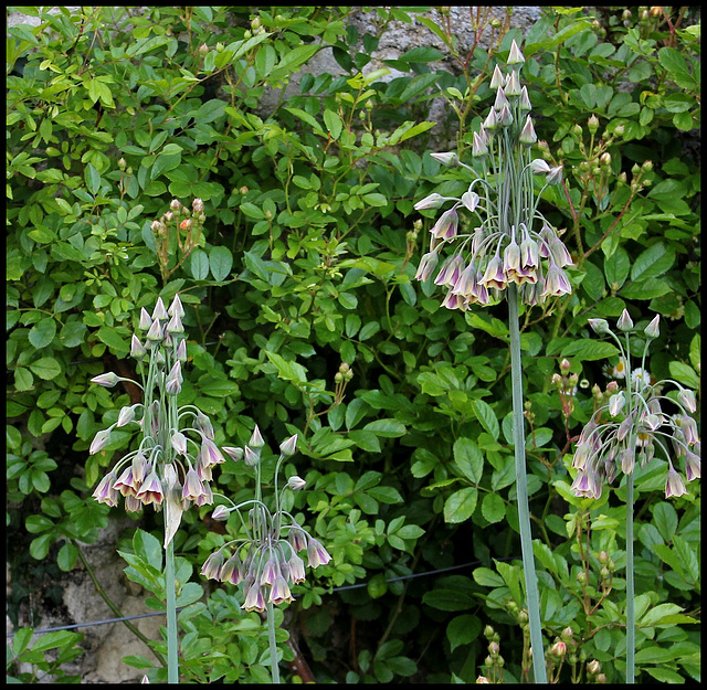 Nectaroscordium siculum