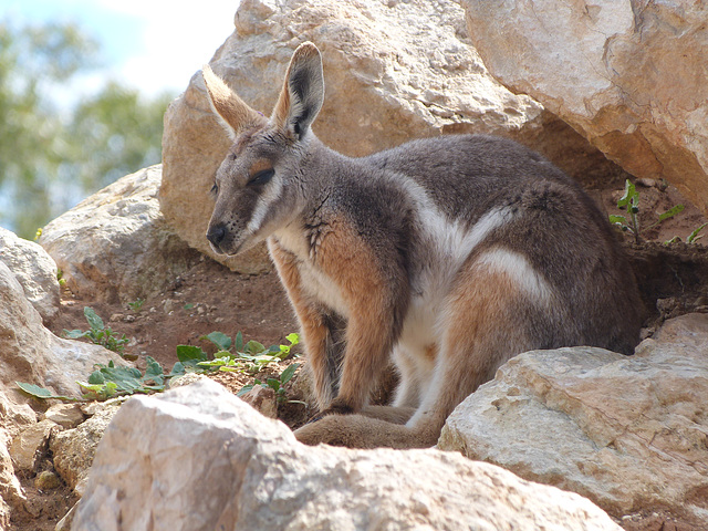 Yellow footed rock wallaby