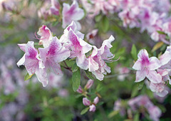 Azaleas