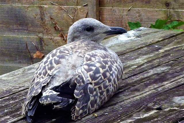 You can just make out that he still has odd fluff left over from his earlier coat