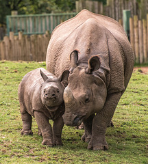 Rhino and a baby3