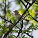 Willow Warbler