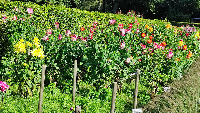 Dahliengarten im Altonaer Volkspark