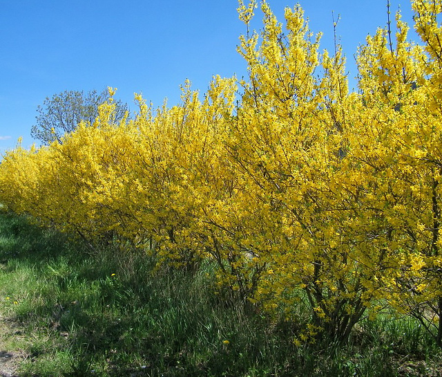 Forsythias : Vive le printemps ***************