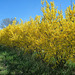 Forsythias : Vive le printemps ***************