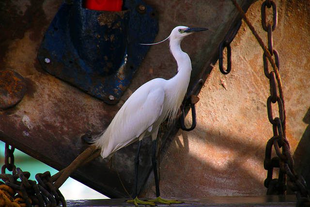 A l'aigrette , gentille à l'aigrette , à l'aigrette , je te plumerai , je te plumerai la tête .....