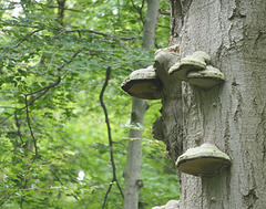 tote Buche im Laubwald