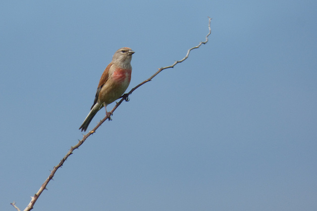 Linotte melodieuse