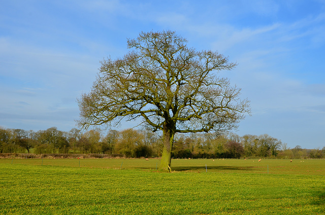 Staffordshire fields