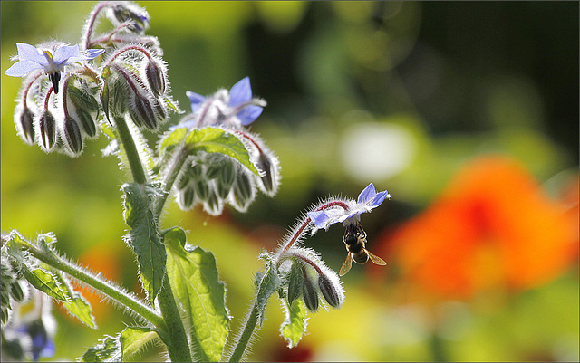 Butinage acrobatique