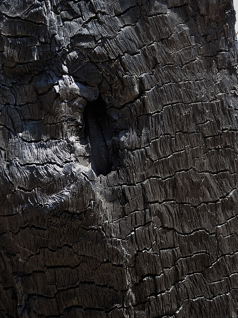scorched tree, detail 1