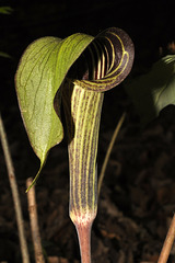 jack in the pulpit DSC 4051