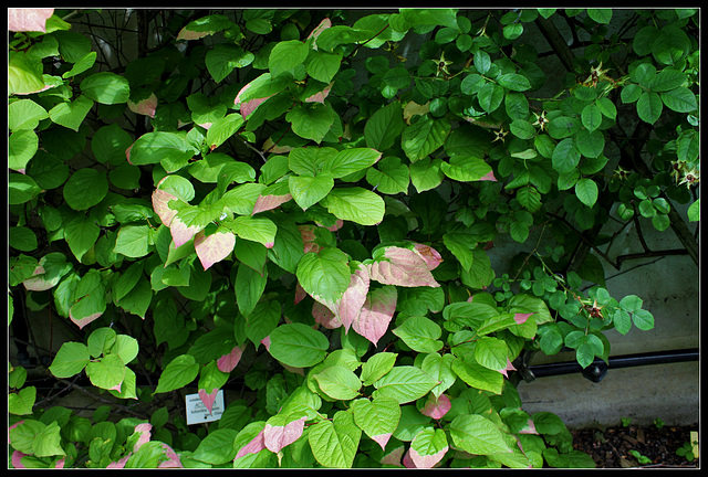 Actinidia kolomikta (1)