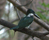 IMG_2035Kingfisher