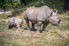 Rhino and baby2