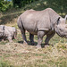 Rhino and baby2