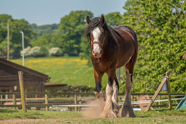 Cotebrook shire horse centre.13jpg