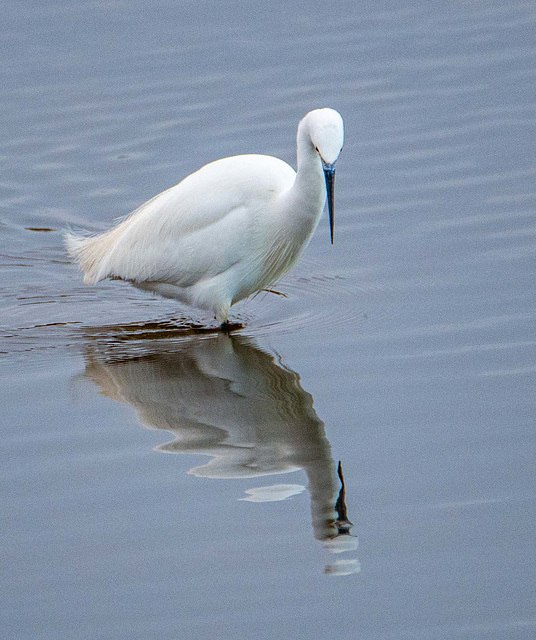Little egret
