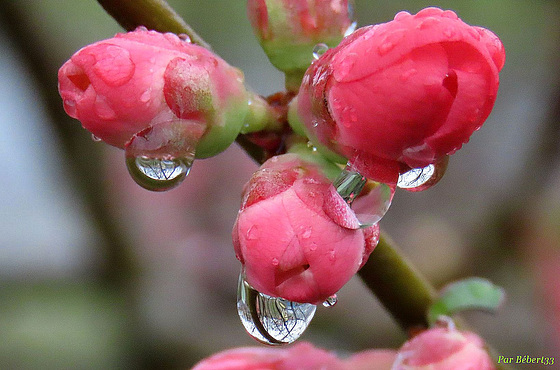 gouttes sur fleurs