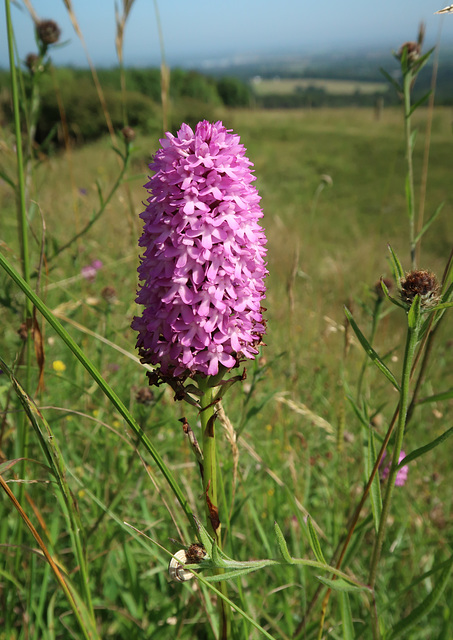 Pyramidal Orchid