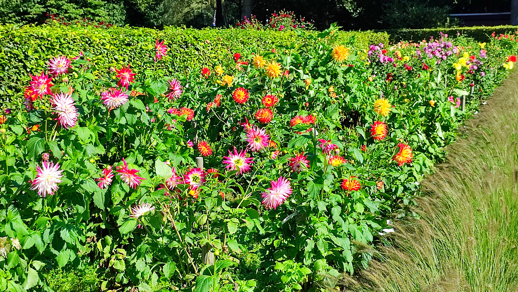 Dahliengarten im Altonaer Volkspark