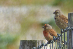 Linotes mâle et femelle