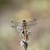 Monsieur Sympetrum sanguineum