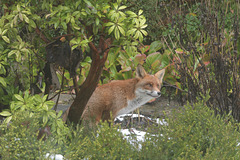 A fox comes to visit