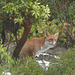 A fox comes to visit