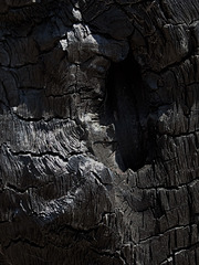 scorched tree, detail 2