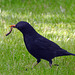 Blackbird with supper