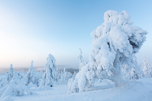 Les arbres pétrifiés