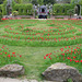 Red tulip maze, a bit past its best