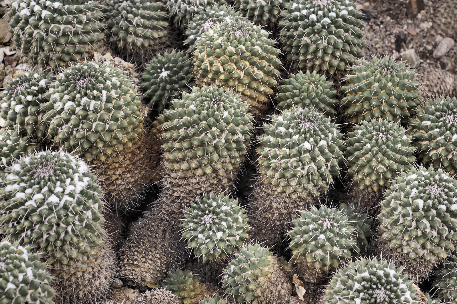 Mammillaria compressa – Desert Botanical Garden, Papago Park, Phoenix, Arizona