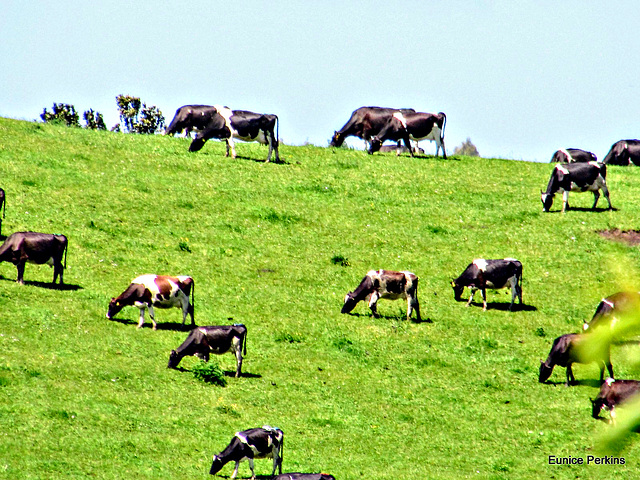 Grazing Cattle