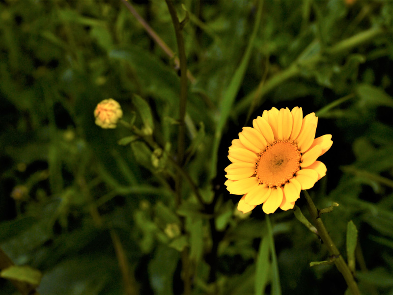Senecio