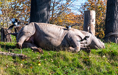 Rhino and birds